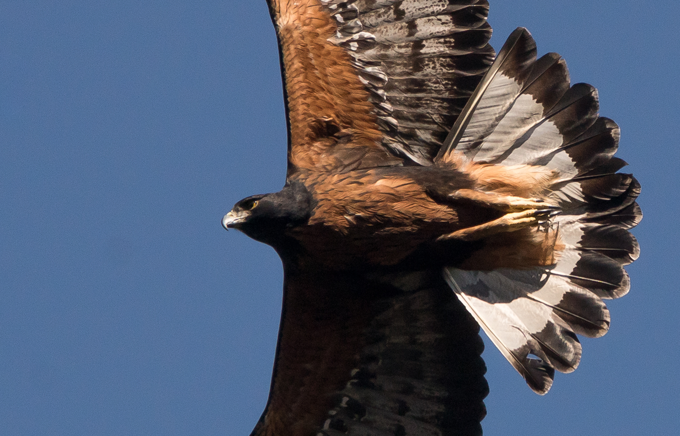 Add Image Description